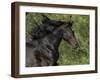 Black Connemara Stallion Running in Field Elizabeth, Colorado, USA-Carol Walker-Framed Photographic Print