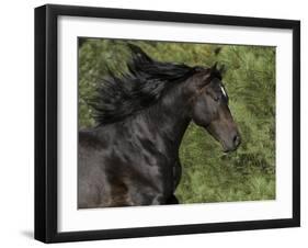 Black Connemara Stallion Running in Field Elizabeth, Colorado, USA-Carol Walker-Framed Photographic Print
