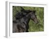 Black Connemara Stallion Running in Field Elizabeth, Colorado, USA-Carol Walker-Framed Photographic Print