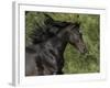 Black Connemara Stallion Running in Field Elizabeth, Colorado, USA-Carol Walker-Framed Photographic Print