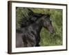 Black Connemara Stallion Running in Field Elizabeth, Colorado, USA-Carol Walker-Framed Photographic Print