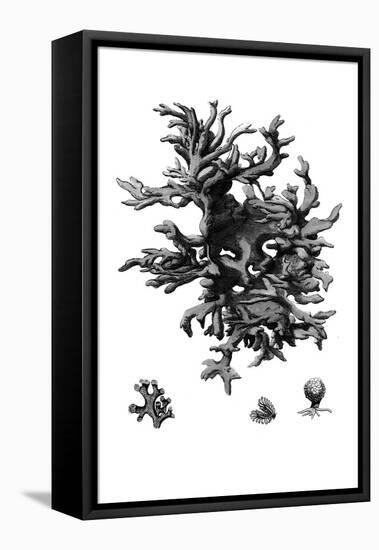 Black Coral III-null-Framed Stretched Canvas