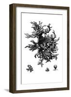 Black Coral III-null-Framed Art Print
