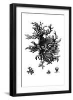 Black Coral III-null-Framed Art Print