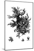 Black Coral III-null-Mounted Art Print