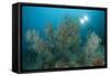 Black Coral Illuminated by Diver with Twin Lights, Indonesia-null-Framed Stretched Canvas