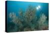 Black Coral Illuminated by Diver with Twin Lights, Indonesia-null-Stretched Canvas