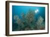 Black Coral Illuminated by Diver with Twin Lights, Indonesia-null-Framed Photographic Print