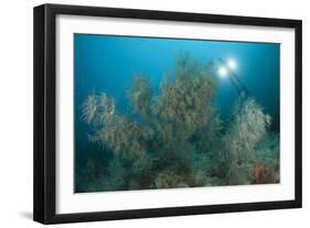 Black Coral Illuminated by Diver with Twin Lights, Indonesia-null-Framed Photographic Print