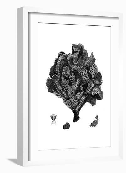 Black Coral IV-null-Framed Art Print