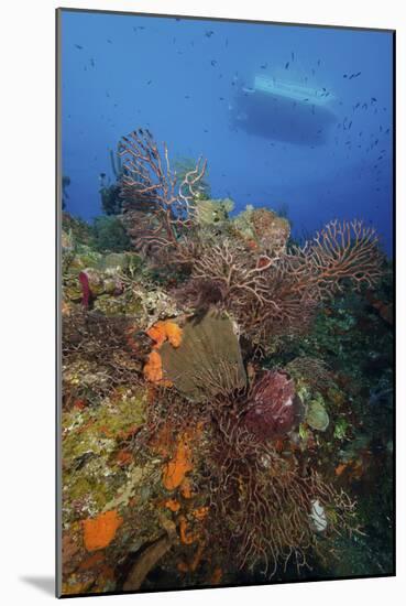Black Coral on Reef. Turks and Caicos-Stocktrek Images-Mounted Photographic Print