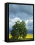 Black Cottonwood and Canola Field, Whitman County, Washington, USA-Charles Gurche-Framed Stretched Canvas