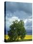 Black Cottonwood and Canola Field, Whitman County, Washington, USA-Charles Gurche-Stretched Canvas