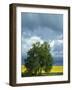 Black Cottonwood and Canola Field, Whitman County, Washington, USA-Charles Gurche-Framed Photographic Print