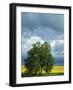 Black Cottonwood and Canola Field, Whitman County, Washington, USA-Charles Gurche-Framed Photographic Print