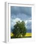 Black Cottonwood and Canola Field, Whitman County, Washington, USA-Charles Gurche-Framed Photographic Print