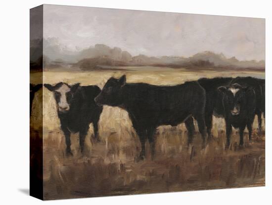 Black Cows I-Ethan Harper-Stretched Canvas