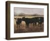 Black Cows I-Ethan Harper-Framed Art Print