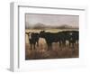 Black Cows I-Ethan Harper-Framed Art Print