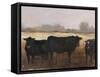 Black Cows I-Ethan Harper-Framed Stretched Canvas