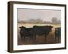 Black Cows I-Ethan Harper-Framed Art Print