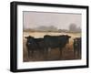 Black Cows I-Ethan Harper-Framed Art Print