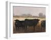 Black Cows I-Ethan Harper-Framed Art Print