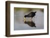 Black crake (Amaurornis flavirostra), Zimanga game reserve, KwaZulu-Natal-Ann and Steve Toon-Framed Photographic Print