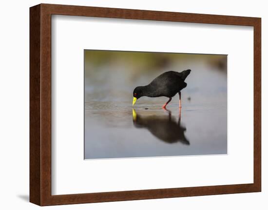 Black crake (Amaurornis flavirostra), Zimanga game reserve, KwaZulu-Natal-Ann and Steve Toon-Framed Photographic Print