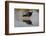 Black crake (Amaurornis flavirostra), Zimanga game reserve, KwaZulu-Natal-Ann and Steve Toon-Framed Photographic Print