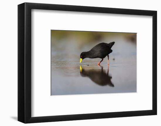 Black crake (Amaurornis flavirostra), Zimanga game reserve, KwaZulu-Natal-Ann and Steve Toon-Framed Photographic Print