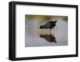 Black crake (Amaurornis flavirostra), Zimanga game reserve, KwaZulu-Natal-Ann and Steve Toon-Framed Photographic Print