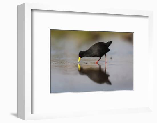 Black crake (Amaurornis flavirostra), Zimanga game reserve, KwaZulu-Natal-Ann and Steve Toon-Framed Photographic Print