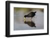 Black crake (Amaurornis flavirostra), Zimanga game reserve, KwaZulu-Natal-Ann and Steve Toon-Framed Photographic Print