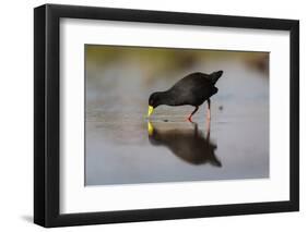 Black crake (Amaurornis flavirostra), Zimanga game reserve, KwaZulu-Natal-Ann and Steve Toon-Framed Photographic Print