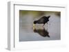 Black crake (Amaurornis flavirostra), Zimanga game reserve, KwaZulu-Natal-Ann and Steve Toon-Framed Photographic Print