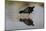 Black crake (Amaurornis flavirostra), Zimanga game reserve, KwaZulu-Natal-Ann and Steve Toon-Mounted Photographic Print
