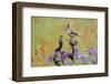 Black-crested Titmouse, Baeolophus atricristatus, perched in wildflowers-Larry Ditto-Framed Photographic Print