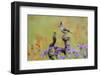 Black-crested Titmouse, Baeolophus atricristatus, perched in wildflowers-Larry Ditto-Framed Photographic Print