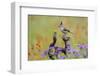 Black-crested Titmouse, Baeolophus atricristatus, perched in wildflowers-Larry Ditto-Framed Photographic Print