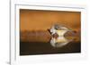 Black-crested Titmouse drinking-Larry Ditto-Framed Photographic Print