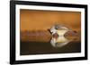 Black-crested Titmouse drinking-Larry Ditto-Framed Photographic Print