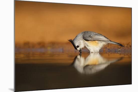 Black-crested Titmouse drinking-Larry Ditto-Mounted Photographic Print