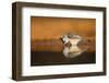 Black-crested Titmouse drinking-Larry Ditto-Framed Photographic Print