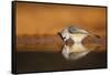 Black-crested Titmouse drinking-Larry Ditto-Framed Stretched Canvas