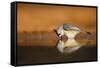 Black-crested Titmouse drinking-Larry Ditto-Framed Stretched Canvas