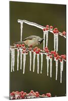 Black-crested Titmouse perched on icy Possum Haw Holly, Hill Country, Texas, USA-Rolf Nussbaumer-Mounted Photographic Print