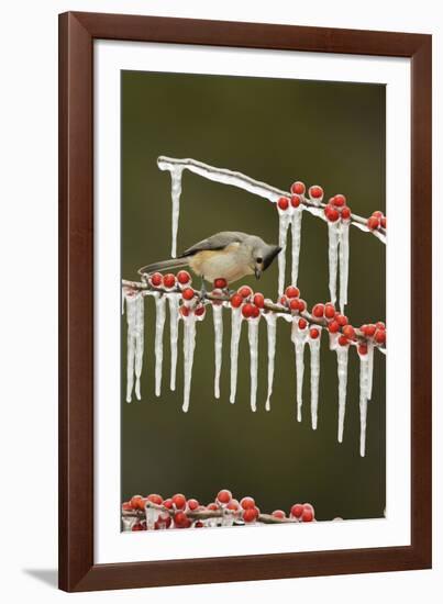 Black-crested Titmouse perched on icy Possum Haw Holly, Hill Country, Texas, USA-Rolf Nussbaumer-Framed Photographic Print