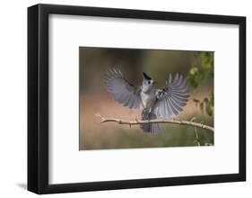 Black crested titmouse, wings spread landing, Rio Grande Valley-Adam Jones-Framed Photographic Print