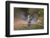 Black crested titmouse, wings spread landing, Rio Grande Valley-Adam Jones-Framed Photographic Print